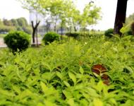 一場持續(xù)降雨后呈現(xiàn)在每個市民眼中的都是綠意和花的世界。