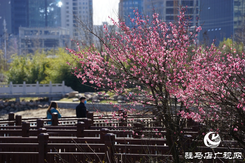 看她的滿城花開  攝影 文字：王向陽  歡迎轉(zhuǎn)載，請注明作者出處