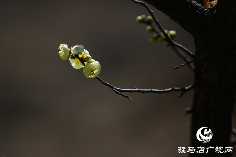 花的盛開，等待了一冬