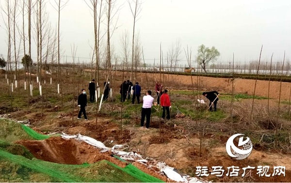 上蔡縣黃埠鎮(zhèn)70余名干部職工開展義務(wù)植樹活動