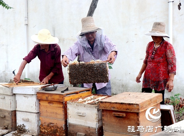 蜂蜜滯銷 蜂農(nóng)急盼買家