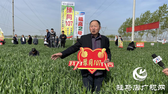 重磅！噸源種業(yè)再添強勢小麥品種，豫同107助農增產(chǎn)豐收！