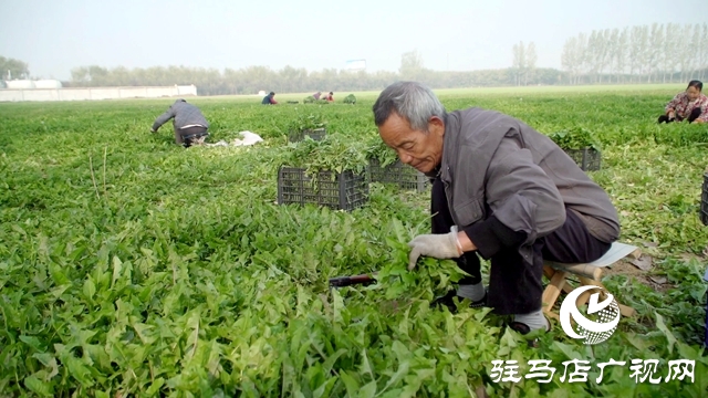 西平縣：蒲公英種植托起鄉(xiāng)村振興夢