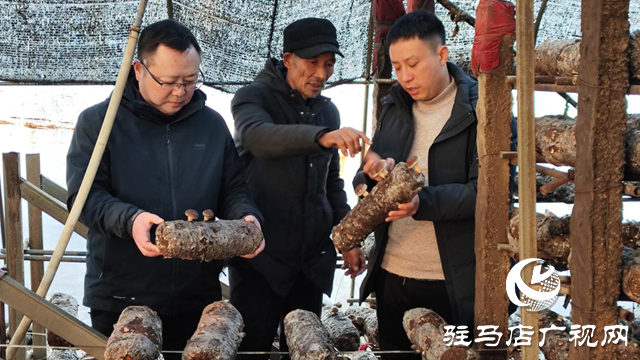 泌陽縣下碑寺鄉(xiāng)曹莊村：發(fā)展食用菌產(chǎn)業(yè) “菇”足干勁促振興