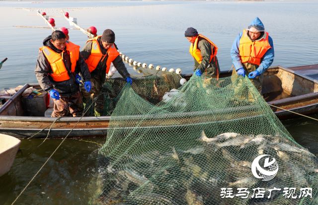 新春走基層||泌陽(yáng)生態(tài)好魚滿倉(cāng) 好運(yùn)“鰱鰱”冬捕忙