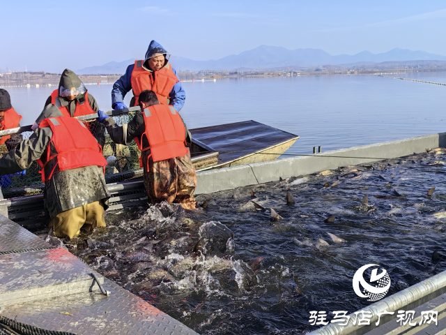 新春走基層||泌陽(yáng)生態(tài)好魚滿倉(cāng) 好運(yùn)“鰱鰱”冬捕忙