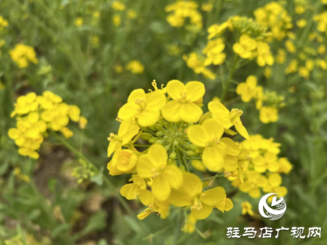 油菜花開春意濃