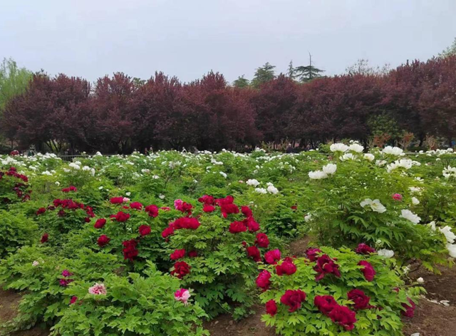 駐馬店南海公園：牡丹次第開 國(guó)色綻芳容