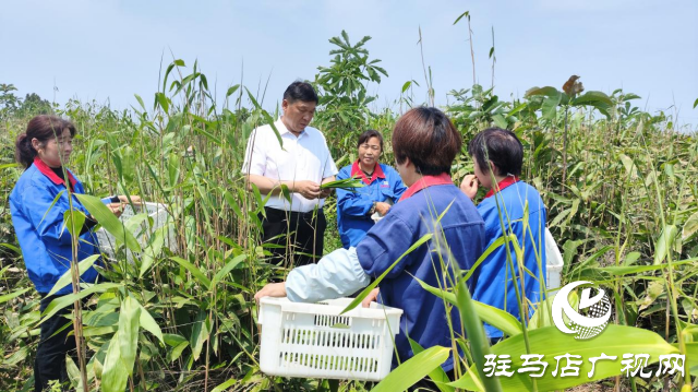 河南省勞動模范占全領：推動產業(yè)發(fā)展 帶動群眾增收