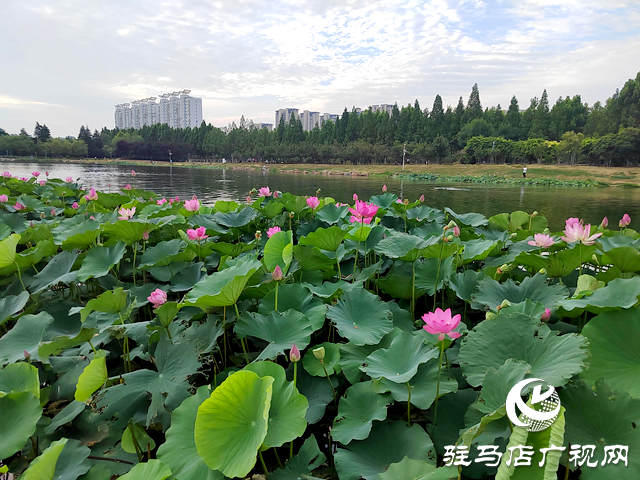 入夏荷花生 賞荷正當時