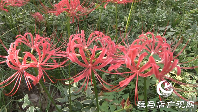 富強(qiáng)公園彼岸花盛開 早秋美景醉游人