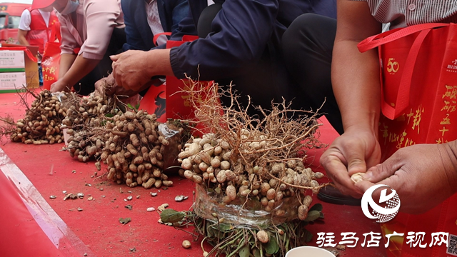 正陽(yáng)縣：花生喜獲豐收 比賽展示成果