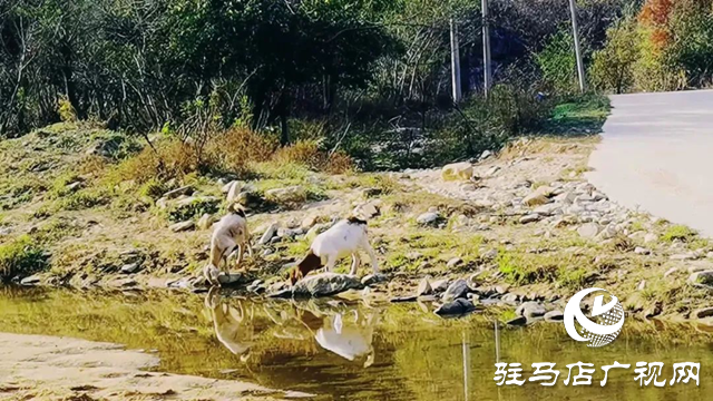 泌陽縣十八道河畔秋色醉人