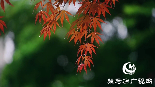 泌陽縣雙龍公園：走進雨中公園 感受濃郁秋意