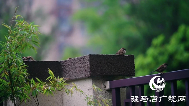 泌陽縣雙龍公園：走進雨中公園 感受濃郁秋意