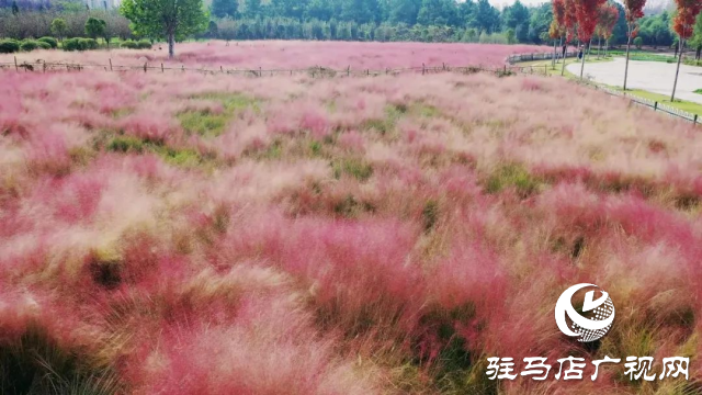 泌陽(yáng)漢風(fēng)公園，秋日里的粉色夢(mèng)境