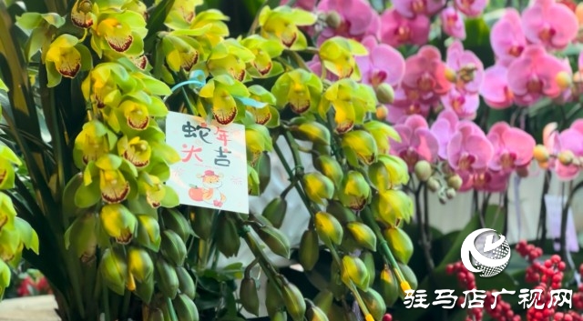 新春佳節(jié)即將到來(lái)，綠植花卉成為節(jié)日新寵