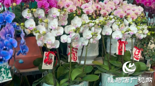 新春佳節(jié)即將到來(lái)，綠植花卉成為節(jié)日新寵