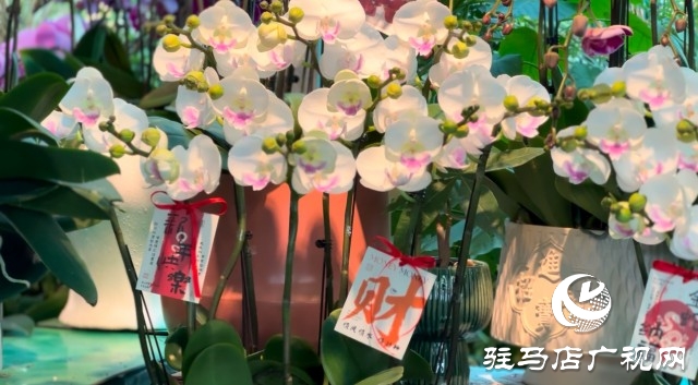 新春佳節(jié)即將到來(lái)，綠植花卉成為節(jié)日新寵