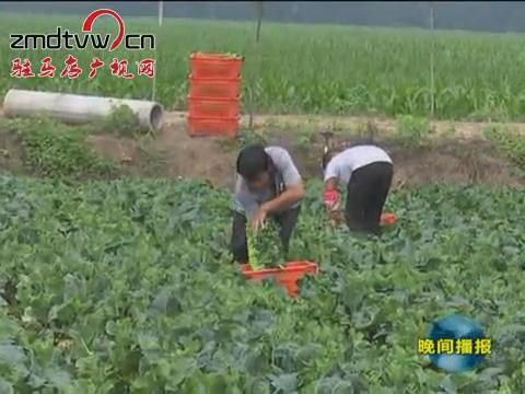 西平：種植無(wú)公害蔬菜 直供港澳地區(qū)